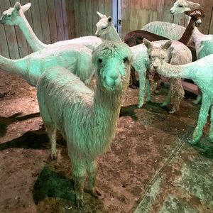 Meet your Posher, Michiyo